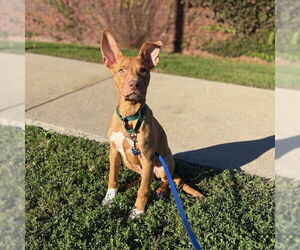 American Pit Bull Terrier-Unknown Mix Dogs for adoption in Boston, MA, USA