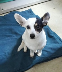 Chiweenie Dogs for adoption in Irving, TX, USA