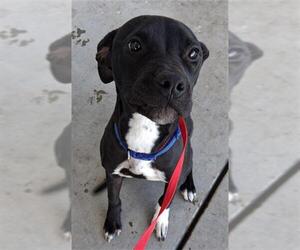 Mutt Dogs for adoption in Bakersfield, CA, USA