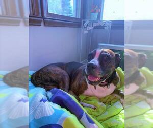 Boxer Dogs for adoption in Livonia, MI, USA