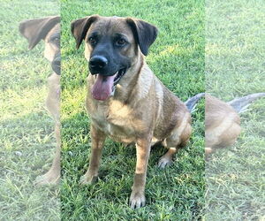 Australian Shepherd-Unknown Mix Dogs for adoption in Phoenix, AZ, USA