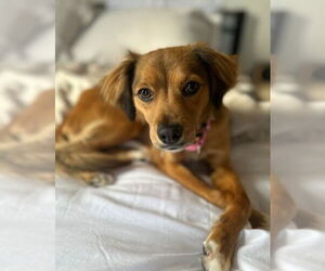 Chihuahua-Unknown Mix Dogs for adoption in San Diego, CA, USA