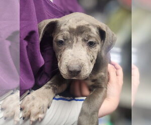 American Staffordshire Terrier-Bulldog Mix Dogs for adoption in Oakland Park, FL, USA