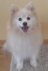 Pomeranian Dogs for adoption in Brooklyn Park, MN, USA