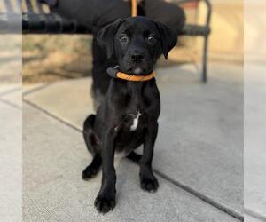 Staffordshire Bull Terrier-Unknown Mix Dogs for adoption in Modesto, CA, USA