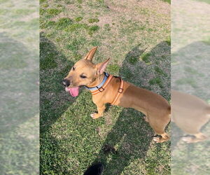 Labrador Retriever-Unknown Mix Dogs for adoption in Aurora, CO, USA