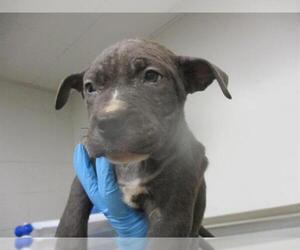 American Pit Bull Terrier-Unknown Mix Dogs for adoption in Oklahoma City, OK, USA