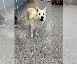 Siberian Husky Dogs for adoption in Palmetto, FL, USA