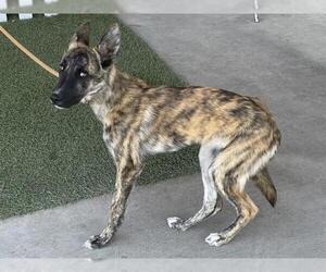 Mutt Dogs for adoption in Modesto, CA, USA