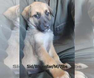 German Shepherd Dog-Rhodesian Ridgeback Mix Dogs for adoption in Aurora, IN, USA