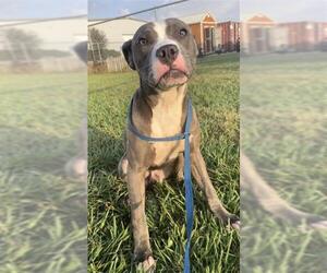 Staffordshire Bull Terrier Dogs for adoption in Rosenberg, TX, USA