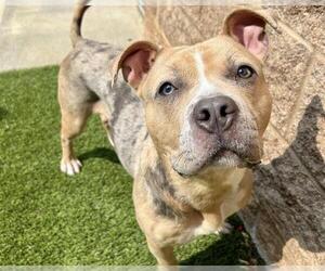 American Staffordshire Terrier-Unknown Mix Dogs for adoption in Raleigh, NC, USA
