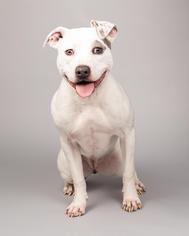 Medium Photo #1 American Bulldog-Unknown Mix Puppy For Sale in Charlotte, NC, USA