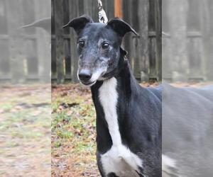 Medium Photo #1 Greyhound Puppy For Sale in Cherry Hill, NJ, USA