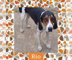 Treeing Walker Coonhound Dogs for adoption in Littleton, CO, USA