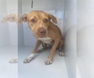 American Pit Bull Terrier-Unknown Mix Dogs for adoption in Houston, TX, USA