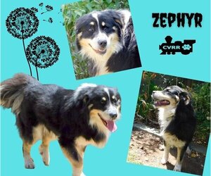 Australian Shepherd-Great Pyrenees Mix Dogs for adoption in Lindsay, CA, USA