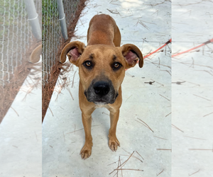 Black Mouth Cur-Unknown Mix Dogs for adoption in Oakhurst, NJ, USA