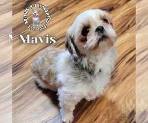 Shih Tzu Dogs for adoption in Omaha, NE, USA