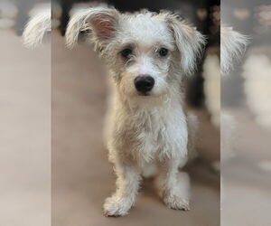 Mutt Dogs for adoption in Menifee, CA, USA