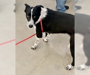 Border Collie Dogs for adoption in Pampa, TX, USA