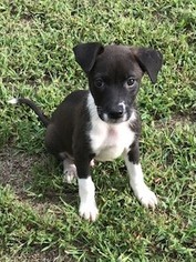 Borador Dogs for adoption in Holly Springs, NC, USA