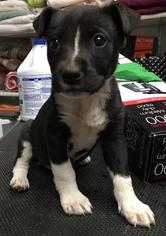 Border Collie-Unknown Mix Dogs for adoption in Fargo, ND, USA