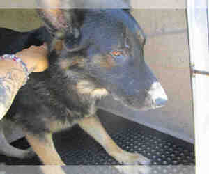 Medium Photo #1 German Shepherd Dog Puppy For Sale in Oklahoma City, OK, USA