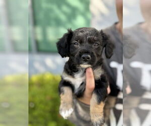 Cavapoo Dogs for adoption in Dana Point, CA, USA