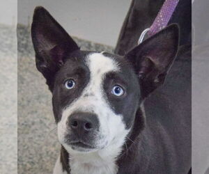 Siberian Husky-Unknown Mix Dogs for adoption in Huntley, IL, USA