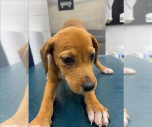 Black Mouth Cur-Unknown Mix Dogs for adoption in Mobile, AL, USA
