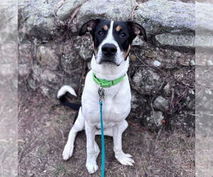 Jack Russell Terrier-Unknown Mix Dogs for adoption in Boston, MA, USA