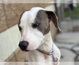 American Pit Bull Terrier Dogs for adoption in Tulsa, OK, USA