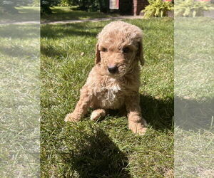 Poodle (Standard)-Unknown Mix Dogs for adoption in Plainfield, IL, USA