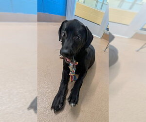 Labrador Retriever Dogs for adoption in Plano, TX, USA