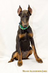 Doberman Pinscher Dogs for adoption in north little rock, AR, USA