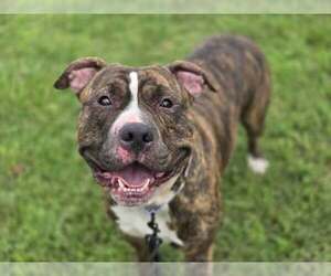 American Pit Bull Terrier-Unknown Mix Dogs for adoption in Millersville, MD, USA