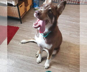 German Shepherd Dog-Siberian Husky Mix Dogs for adoption in Foristell, MO, USA
