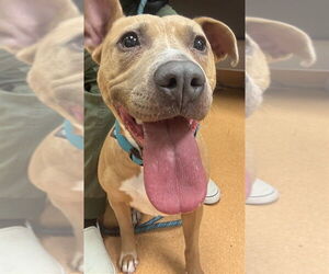 American Pit Bull Terrier Dogs for adoption in Martinez, CA, USA