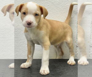 American Pit Bull Terrier-Unknown Mix Dogs for adoption in Great Bend, KS, USA