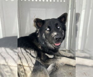 German Shepherd Dog Dogs for adoption in Stockton, CA, USA