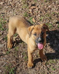 Small Labrador Retriever Mix