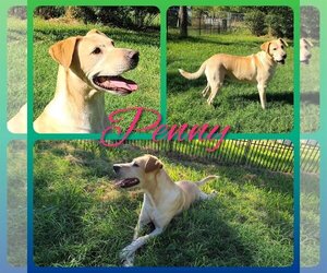 Labrador Retriever Dogs for adoption in Cleburne, TX, USA