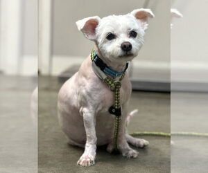 Shih Tzu-Unknown Mix Dogs for adoption in Rockaway, NJ, USA