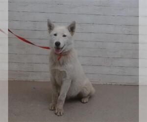 Siberian Husky Dogs for adoption in San Bernardino, CA, USA
