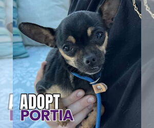 Medium Photo #5 Chipin Puppy For Sale in Newport Beach, CA, USA