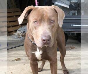 American Pit Bull Terrier Dogs for adoption in Denison, TX, USA