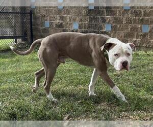 American Pit Bull Terrier Dogs for adoption in Aurora, IL, USA