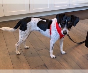 Rat Terrier Dogs for adoption in Bellevue, WA, USA