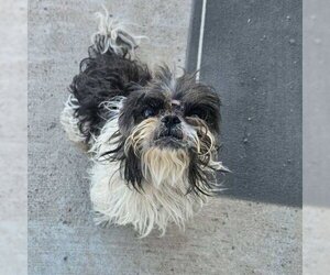 Shih Tzu Dogs for adoption in Vail, AZ, USA